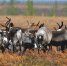 Ученые СФУ изучат популяцию диких северных оленей на Таймыре - ИА Таймырский Телеграф