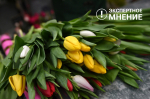Как выбрать и правильно хранить тюльпаны?