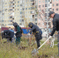 В Норильске у ледовой площадки «Айсберг» высадили полярные ивы и лиственницы - Северный город